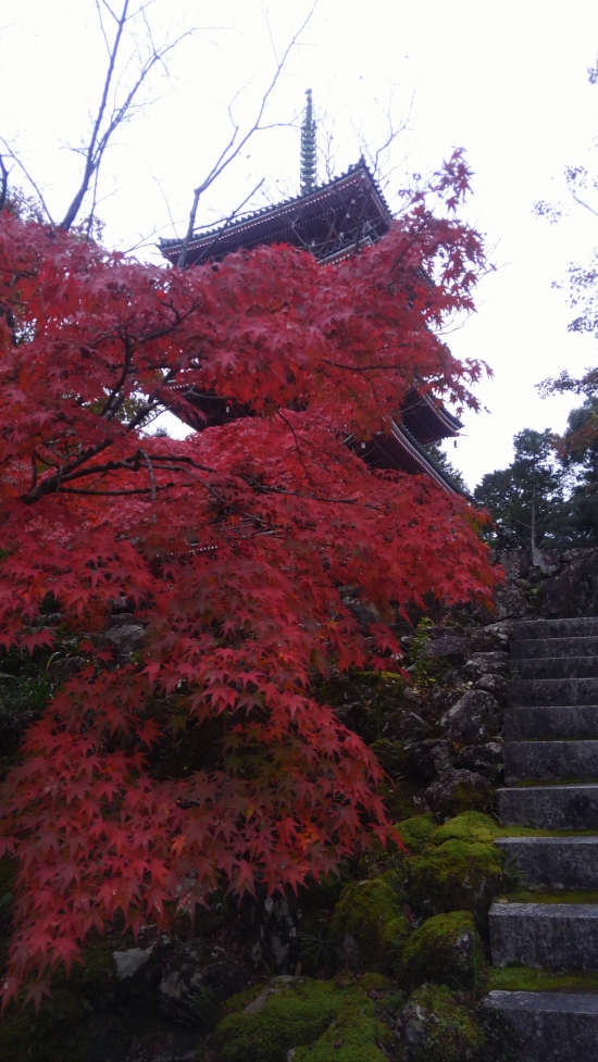 竹林寺の紅葉綺麗でした。