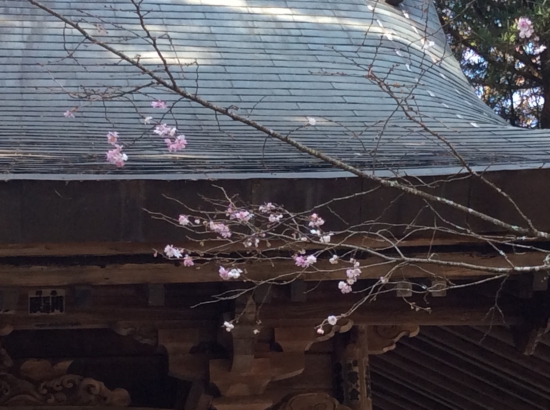 国分寺の桜
