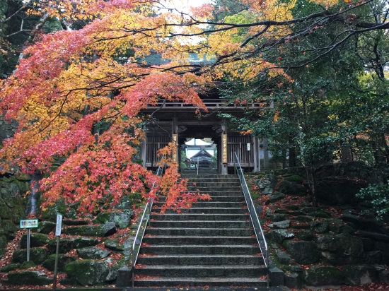 大窪寺は紅葉でも有名、真っ盛りです。