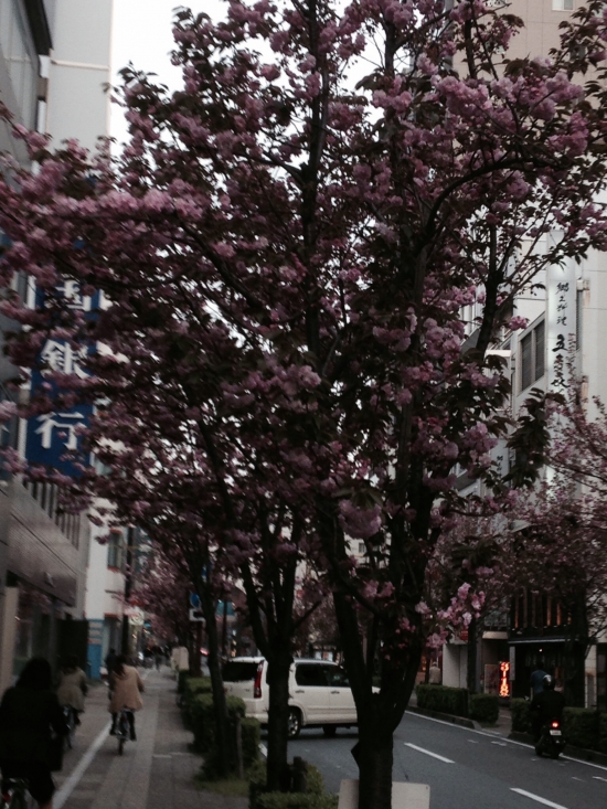 三番町の八重桜