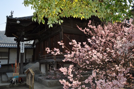本堂横の桜