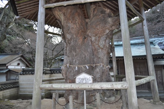 樹齢１６００年以上の白欅