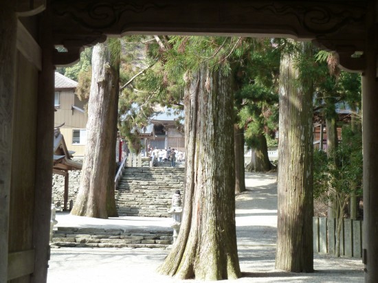 焼山寺山門から杉の木を通して境内を望む。