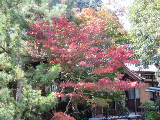 三角寺の紅葉は秋色に始まっていました！
