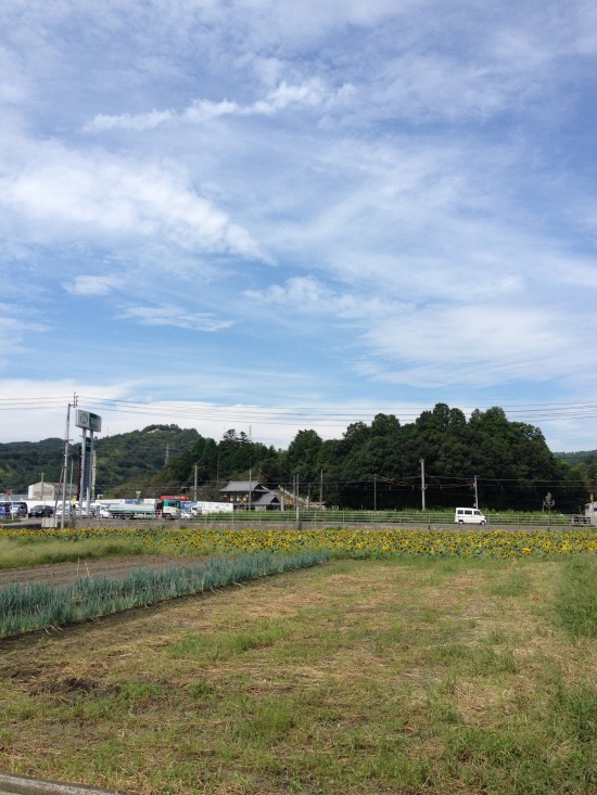 ひまわり畑がありました。穏やかなお天気で長閑です?。