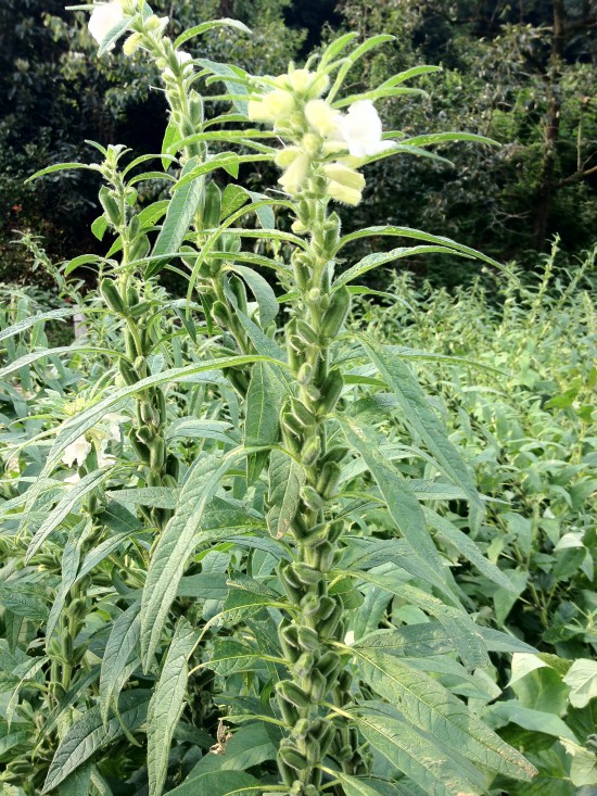 椿堂から雲辺寺に向かう道沿いの胡麻畑