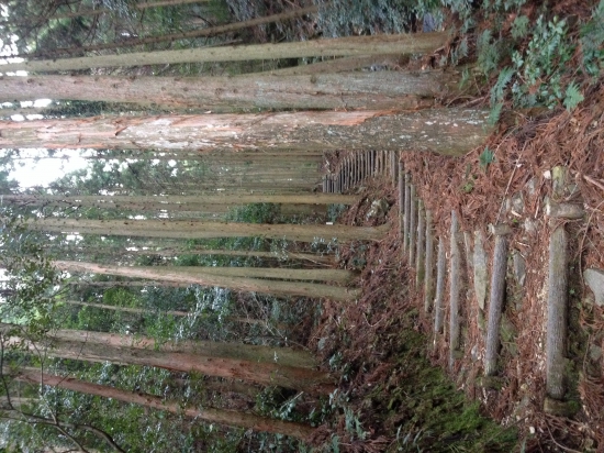 大根峠。鶴林寺、太龍寺を打った後は、のどかな道に見えてしまいます。