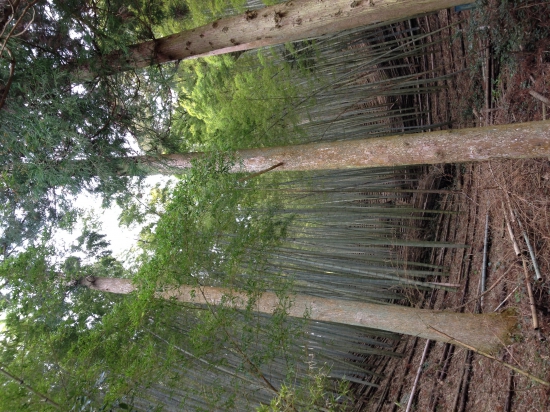 すごく手入れのされた竹林がたくさんありました。タケノコ料理が食べたいです。