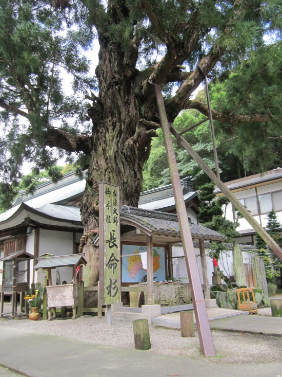 「長命杉」ここにも宿坊があるのでいつか来てみたいな。