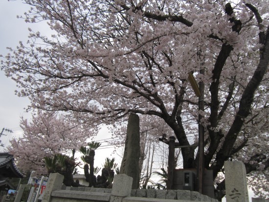 遍照院の桜です。今、196号線沿いはこころ癒されます。