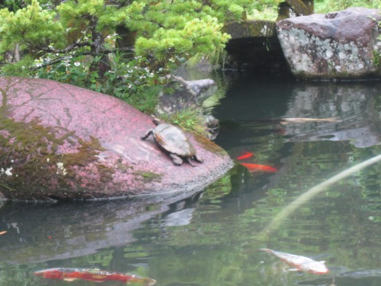 なんと！納経所前の池に亀が！！鐘がのってないよ。あれ？