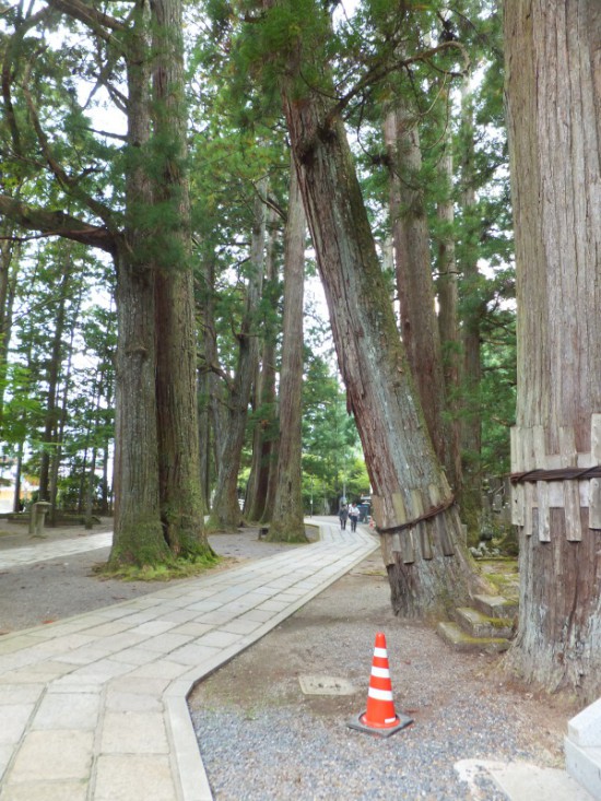 入口だけ・・・・・この後、上り坂にかわります