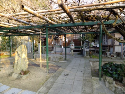 5月くらいに、藤の花が綺麗に咲くそうです。