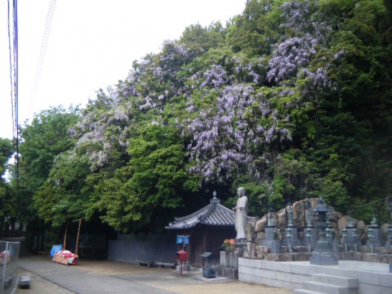 大師堂から振り返ると、藤の花が・・・・（＾＾） 良いですねぇ。