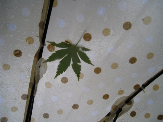 傘にももみじの葉が…ずっとお供でした。