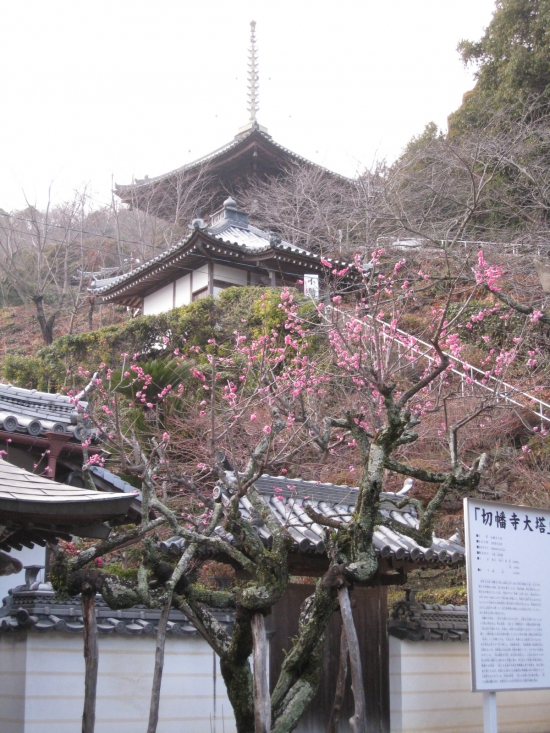 切幡寺大塔と梅の花
