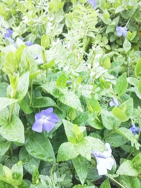 雨に濡れて紫色がきれいです。