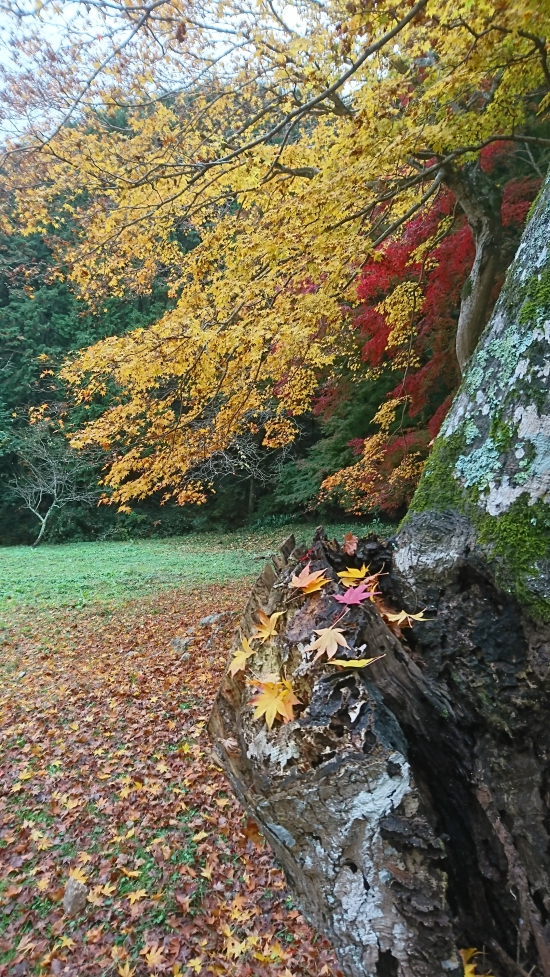 明石寺の紅葉