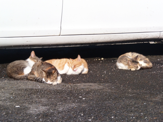 暖かいので猫さん達も仲良く眠っています、足摺岬には沢山の猫が住んでいるようです。