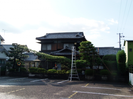 石手寺門前の駐車場の隣に有る松の木です。