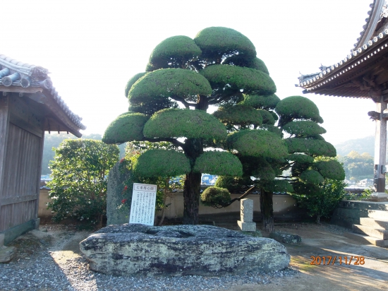 観音寺境内に有る「七重塔心礎石」。