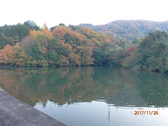 夕暮れの童学寺脇にある池には水鳥が沢山いました。