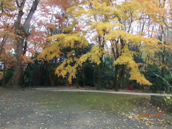 大山寺境内の紅葉。