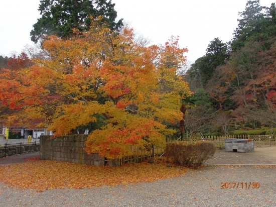 大窪寺境内にある銀杏。