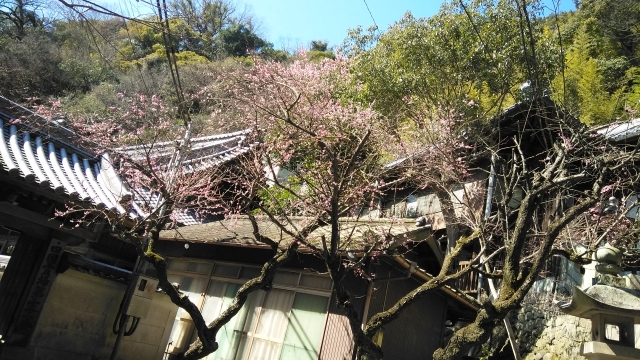 ベンチがある広場には梅の花が咲いていました