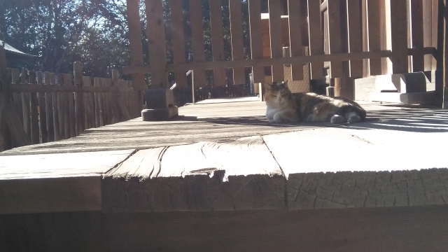 国分寺本堂脇に猫がいました。