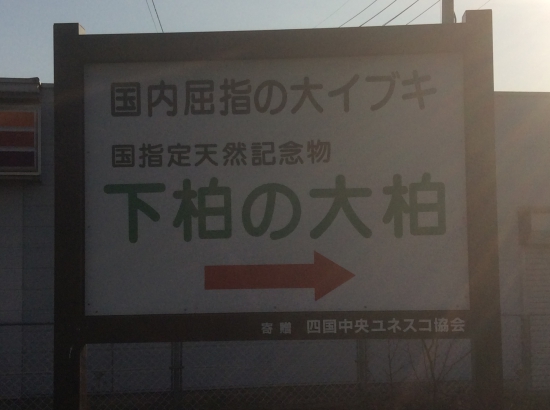 コンビニの裏にあります。(しもかしわのたいはく)イブキの木