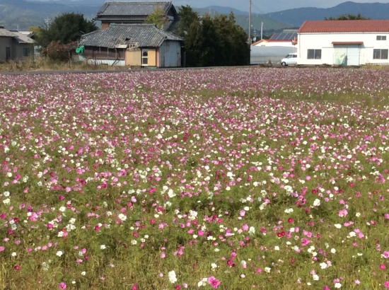 畑の秋桜(遍路道沿い)