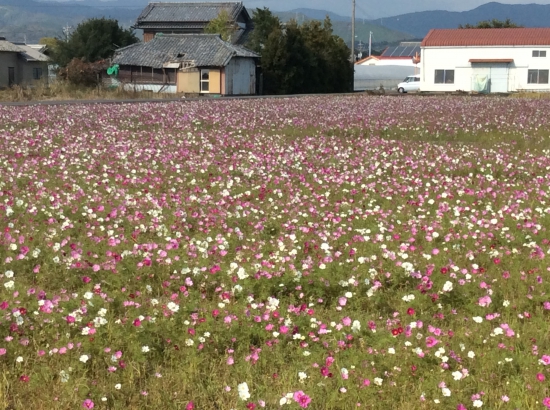 畑の秋桜(遍路道沿い)