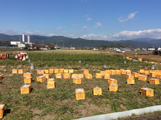 何の収穫？笹みたいな葉の下に生姜が…(高知名産)