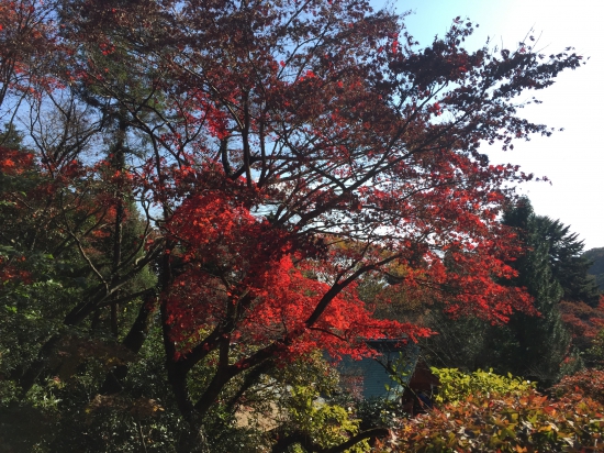 根香寺の紅葉