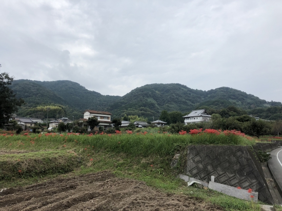 今の時期だけの彼岸花