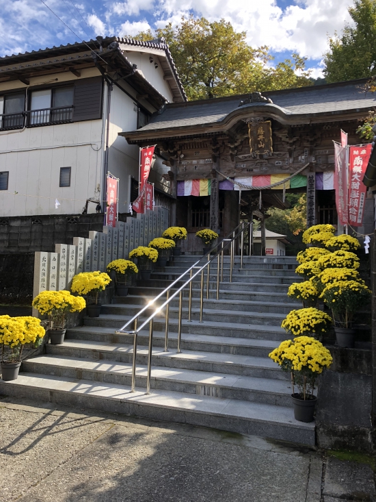 岩本寺　菊が綺麗でした