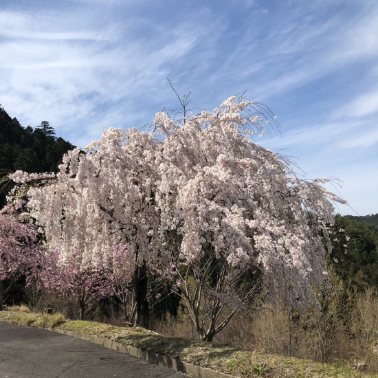 桜満開です。