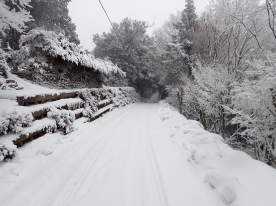 すでに自分の足跡も埋まるほど 雪が積もりだしています。