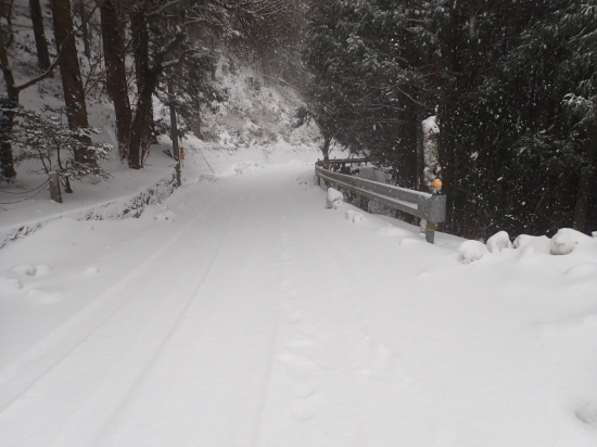 ここから林間に入るので、風が収まりました。　轍は埋まりかけていますが、雪の量が少し減り出しました。