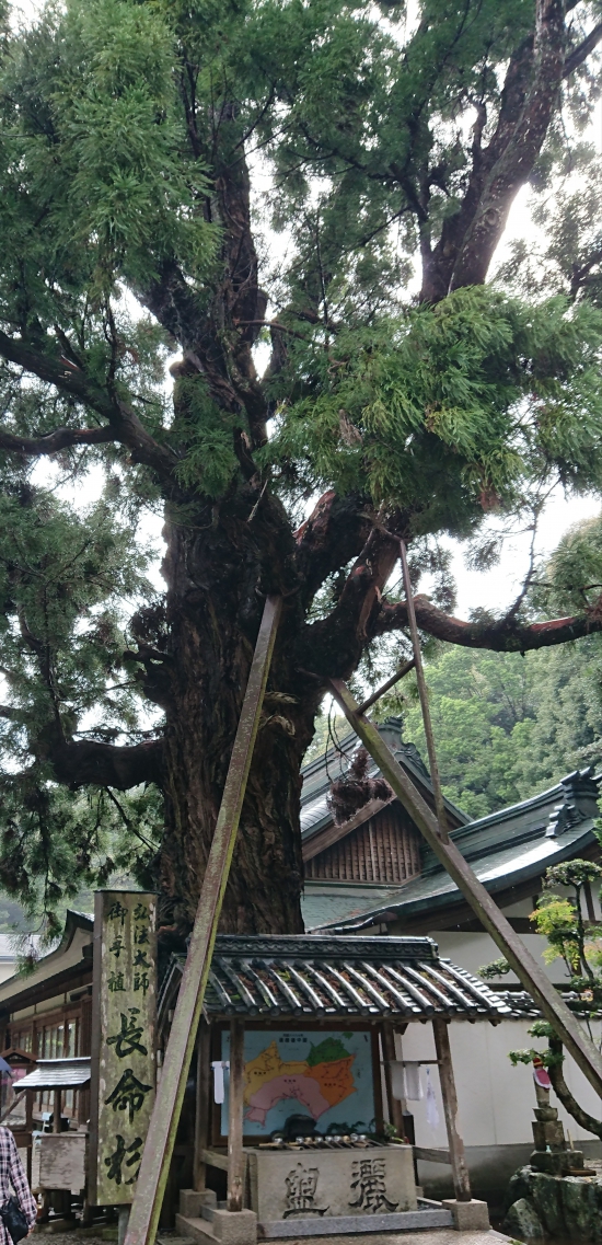 二番札所極楽寺 長命杉