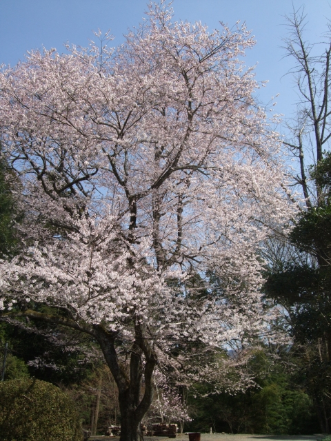 境内の桜