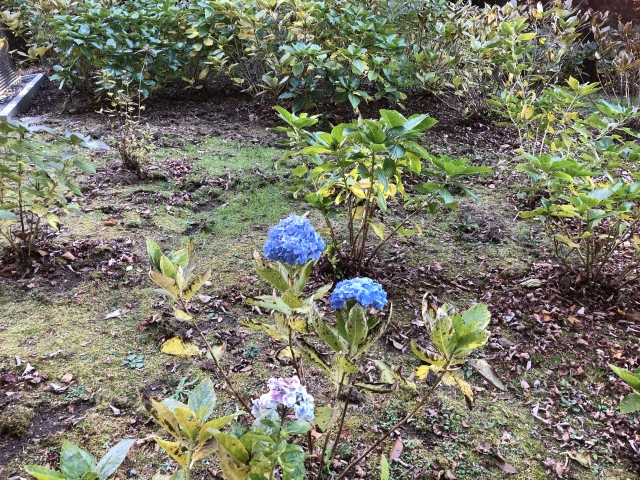 11月に紫陽花…