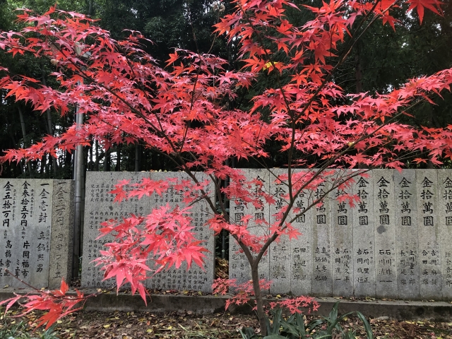 真紅の紅葉