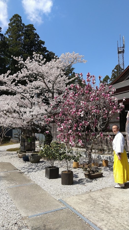 太龍寺の桜