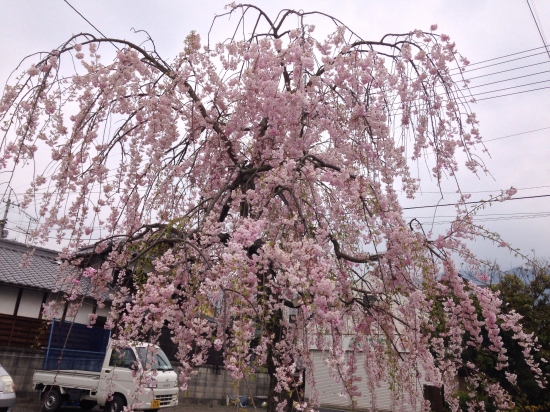 民家の庭先のしだれ桜です