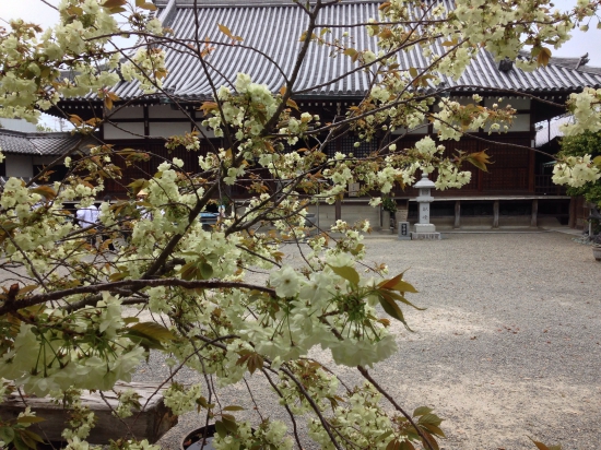 境内に咲いていた黄色の桜です