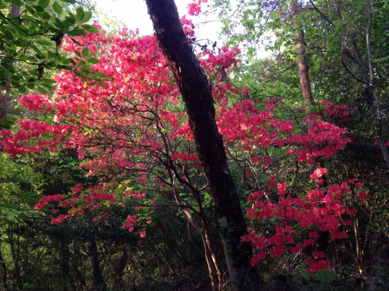 途中で咲く花達に、元気付けられます。