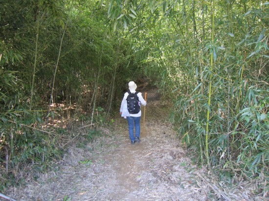 大日寺へのへんろ道です。