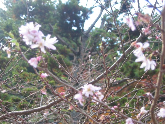 この時期に「桜」です